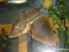 winged fish.jpg