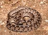 Dasypeltis-scabra-16,5-web.jpg