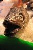 Scary%20fish%20market.jpg