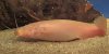 albino electric catfish.jpg