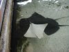 Seaworld%20Albino%20Stingray_jpg.jpg