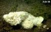 Scorpaenopsis.jpg