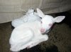 albinodeer004_sm.jpg