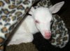 albinodeer021_sm.jpg