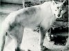 white puma.jpg