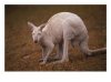 White roo.jpg