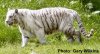 white tiger.jpg