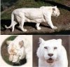 White tiger stripeless.jpg