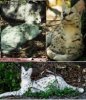 whtserval.jpg