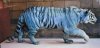 Psuedomelanistic tiger.jpg