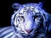 blue-tiger.jpg