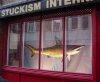 Shark2.jpg