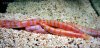 Albino kuli loaches.jpg