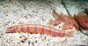 Albino kuli loaches 2.jpg