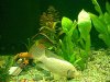 Albino Fish.jpg