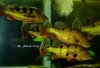 ocellaris.jpg