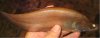gold_knife_fish.jpg