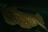 Marble motoro stingray 4.jpg Marble motoro stingray 4.jpg