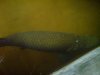 DSC01513mmm.jpg