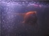 My angelfish 3.jpg