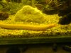 My Moray eel.JPG