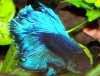 Betta.JPG