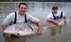 Sturgeon2APX_800x482.jpg Sturgeon2APX_800x482.jpg