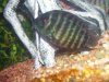 injured fish 027.jpg