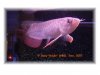 fish full page.jpg