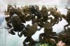 frog_juice_002.jpg