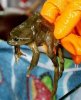 frog_juice_003.jpg