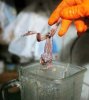 frog_juice_005.jpg