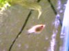 muppy_fish.JPG