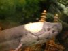 lungfish.JPG