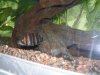 Akvarie 027.JPG