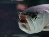 Arowana1.jpg
