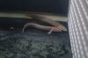 New Bichir (3) v2.JPG