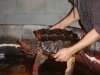alligator snapping turtle4 1-24-07.JPG