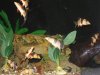 loaches1_600.jpg