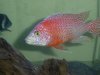 FISH PIX 019.jpg