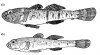 new goby.JPG