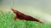 MAROON BEE.JPG