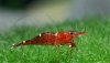 THREE BANDED RED BEE.JPG