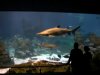 laquarium12.jpg