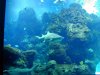 kscopenocean2.JPG
