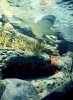 marineworld4.JPG