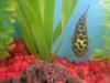 jack's aquarium pet store 016.jpg