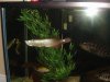 01-30-08 Misc Cichlids 036.jpg 01-30-08 Misc Cichlids 036.jpg