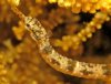 new pipefish.jpg