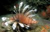 new lionfish.jpg